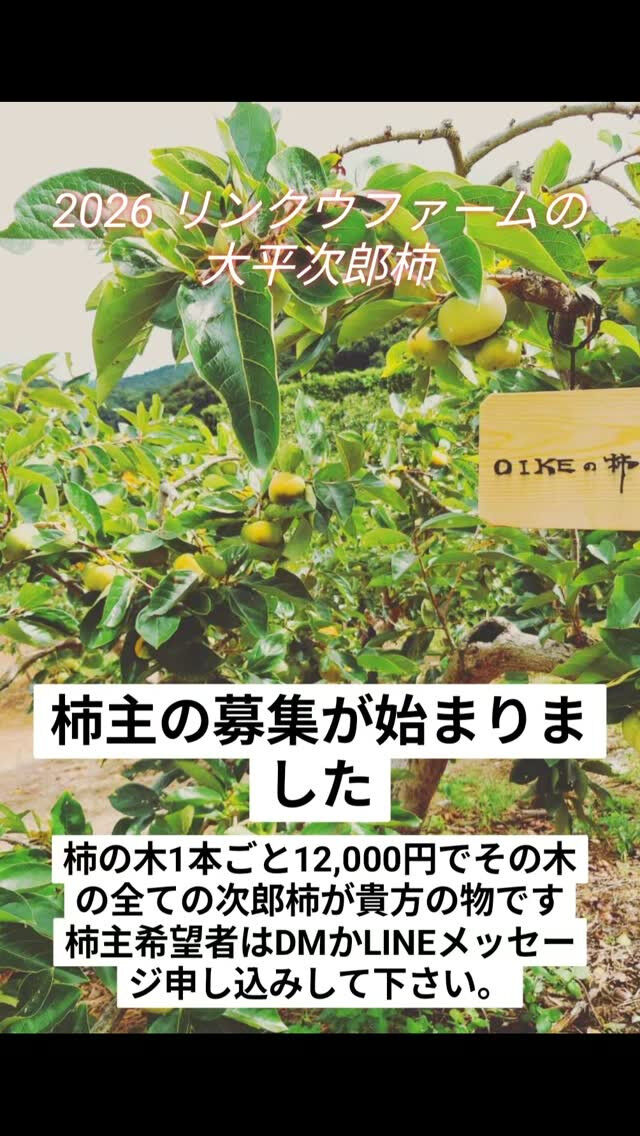 秋の風物詩、大平次郎柿の季節が近づいています