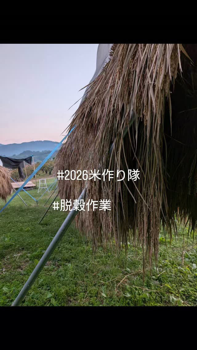 田んぼでのひと仕事